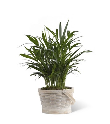 The FTD Deeply Adored(tm) Palm Planter